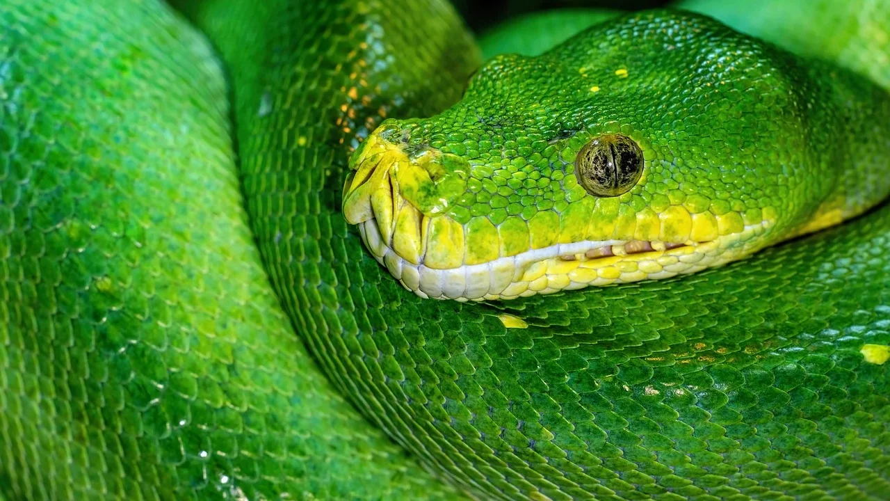 Python Libraries For AI Engineering Jobs