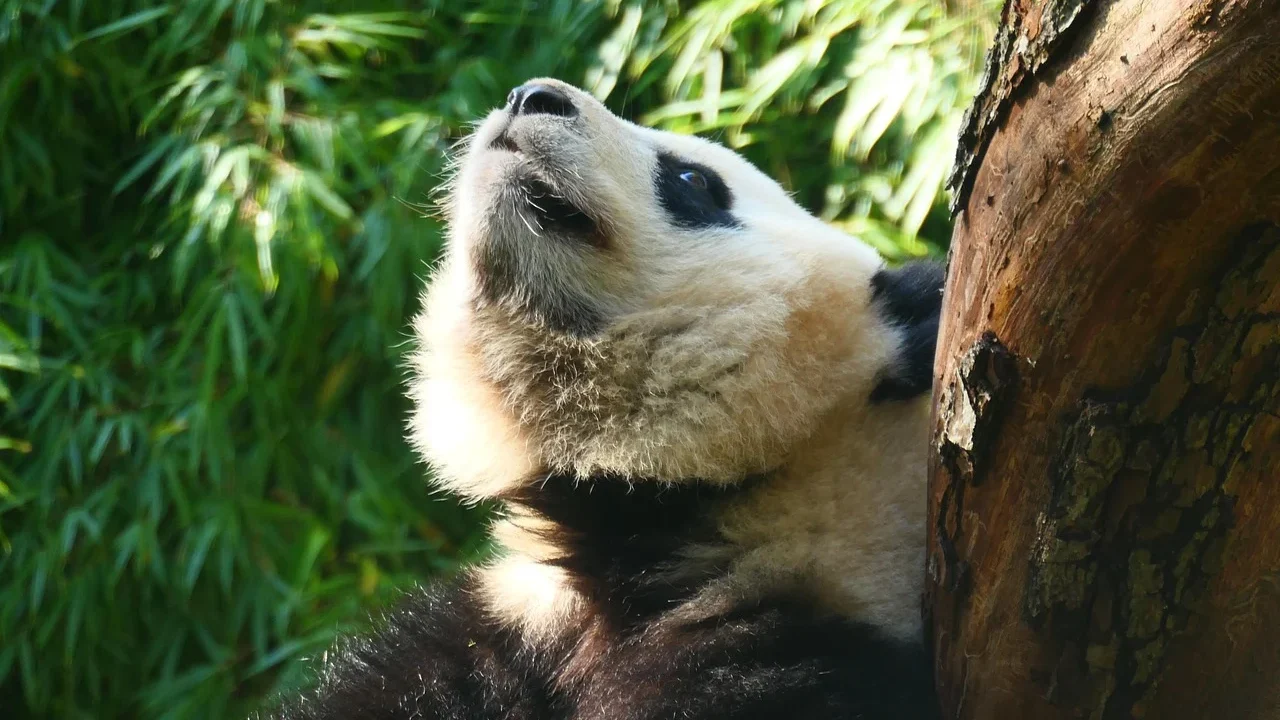 Python Pandas Interview Questions Data Analyst
